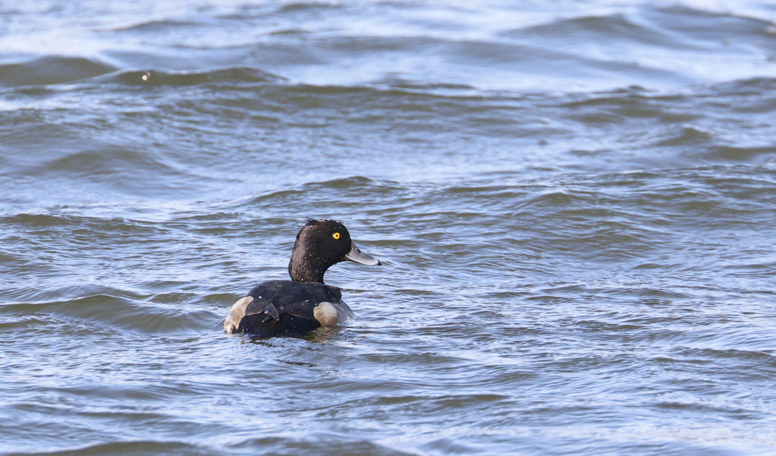 Kuifeend (Oostvaardersplas). Foto van Gerda van der Meer.